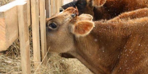 Koliko sijena treba kravi za zimu